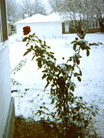 'The December Rose' Photo taken by Nicodemus, used with permission